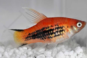 Platy 