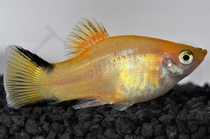 Komet-Platy 