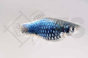 Metallic-Platy (Xiphophorus maculatus)