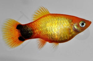 Mondplaty 