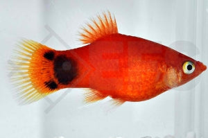 Mondplaty 