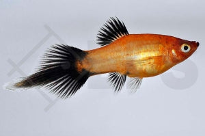 Pinselplaty-Mix (Xiphophorus maculatus)