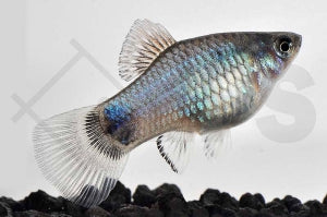 Platy 