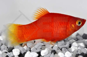 Platy 