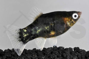Platy 