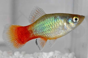 Regenbogenplaty (Xiphophorus maculatus)