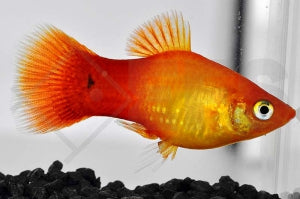 Sunsetplaty (Xiphophorus maculatus)