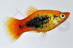 Platy 