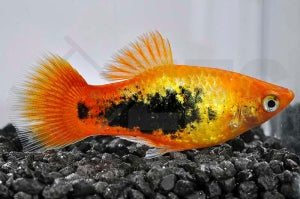 Sunsetplaty 