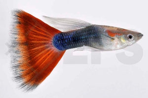 Guppy männlich 