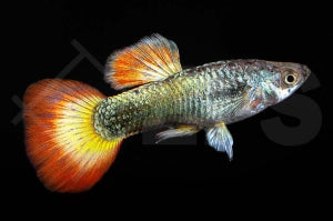 Guppy männlich 