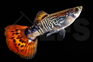 Guppy männlich 