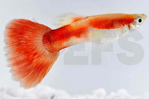 Guppy männlich 