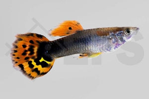Guppy männlich 