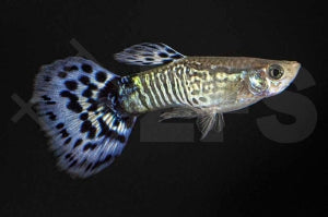 Guppy männlich 