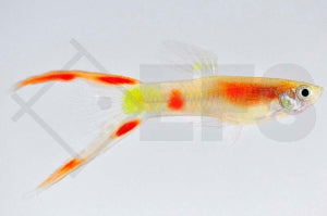 Guppy männlich 