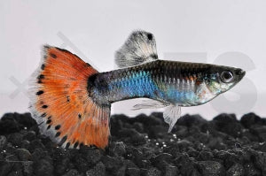 Guppy männlich 