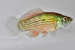Floridakärpfling (Jordanella floridae)