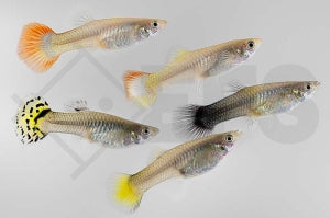 Guppy weiblich gemischt (Poecilia reticulata)