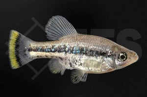 Flitterkärpfling (Ameca splendens)