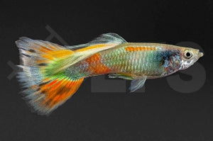 Guppy männlich 