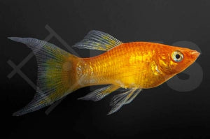 Goldpudermolly (Lyra Poecilia latipinna)