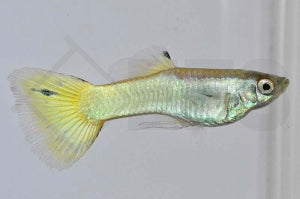 Guppy männlich 