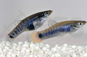 Jamaika Kärpfling (Limia melanogaster)