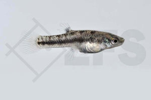 Zwergkärpfling (Heterandria formosa)