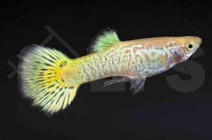 Guppy männlich 