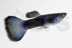 Guppy männlich 