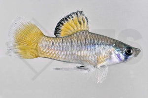 Guatemala Kärpfling (Phallichthys amates)