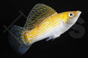 Platinum-Diamantmolly (Poecilia latipinna)
