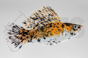 Marmelade Cat Molly (Poecilia latipinna)