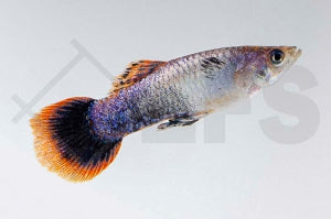 Guppy männlich 