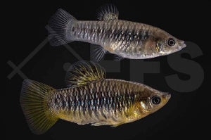 Schwarzbandkärpfling (Limia nigrofasciata)