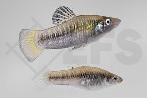Perugia Kärpfling (Limia perugiae)