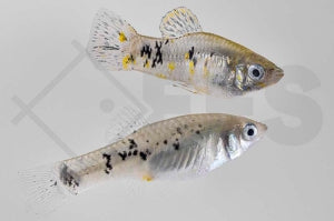 Kuba Kärpfling (Limia vittata)