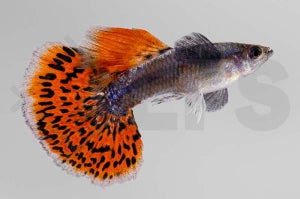 Guppy männlich 