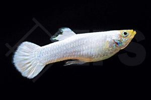 Guppy männlich 
