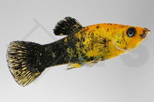 Marmor-Molly (Poecilia latipinna)