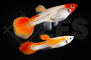 Koi Guppy 