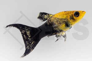 Marmor-Molly (Lyra Poecilia latipinna)