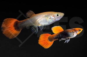 Koi Guppy 