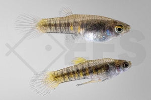 Teddykärpfling (Neoheterandria elegans)