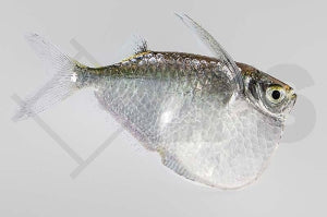 Riesenbeilbauchsalmler (Thoracocharax stellatus)