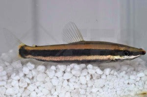 Prachtkopfsteher (Anostomus anostomus)