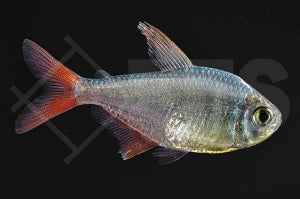 Rot-blauer Columbianer (Hyphessobrycon columbianus)