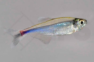 Blauer Perusalmler (Knodus borki)