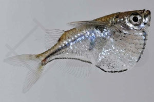 Schwarzschwingen-Beilbauch (Carnegiella marthae)